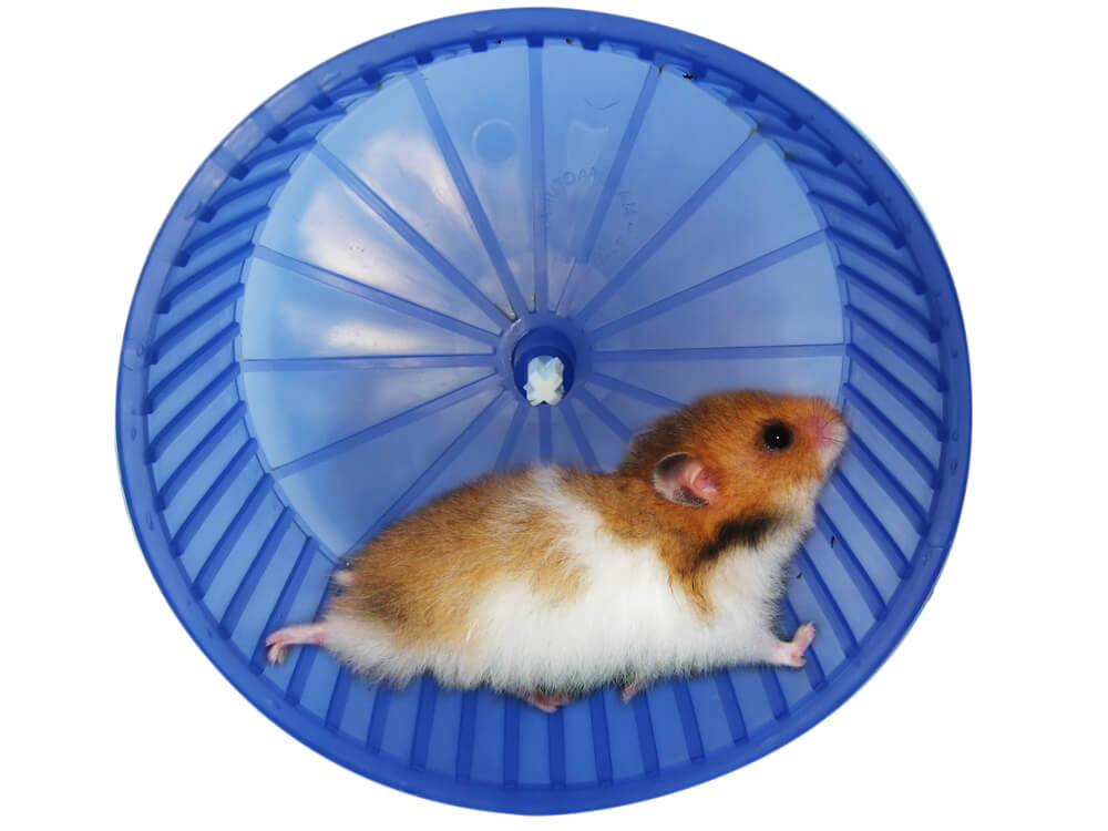 hamster wheel